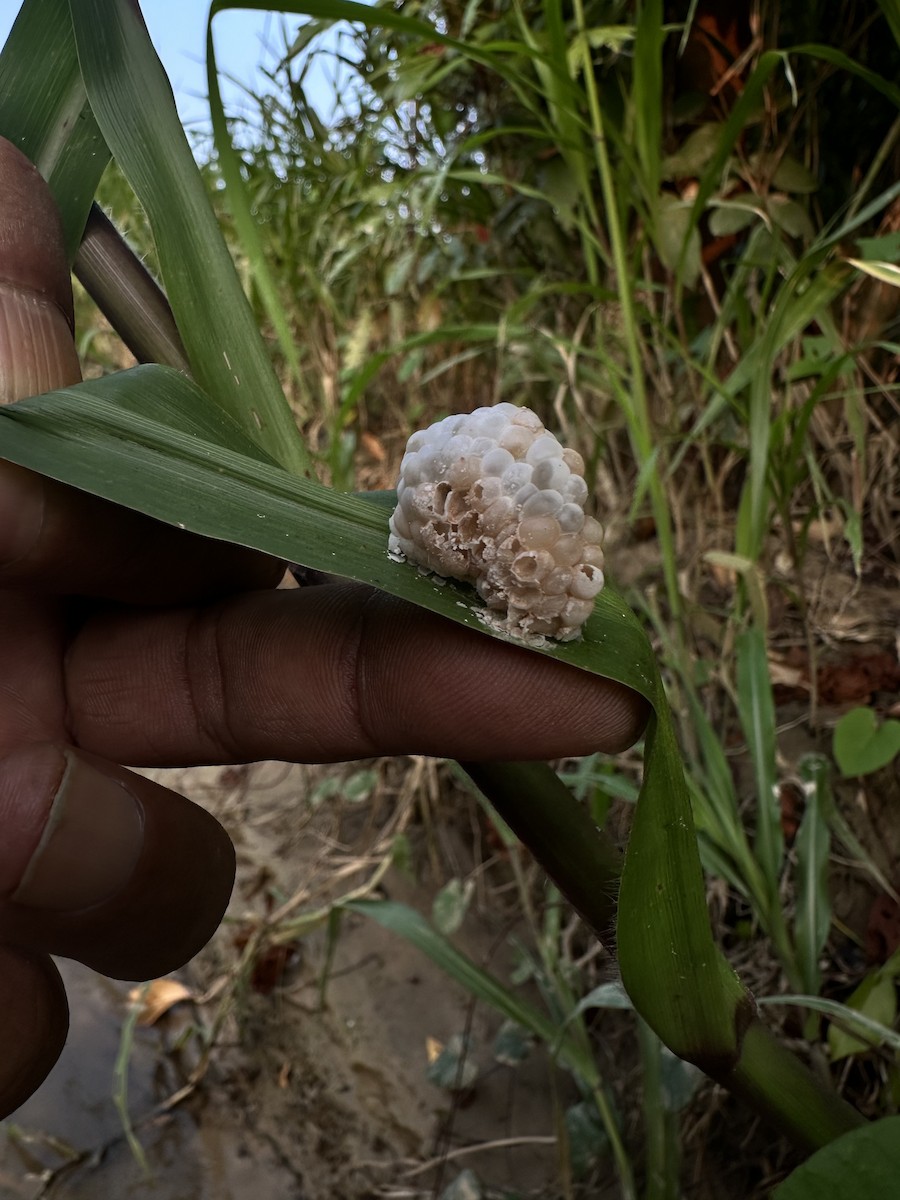 福壽螺屬 - ML643810620