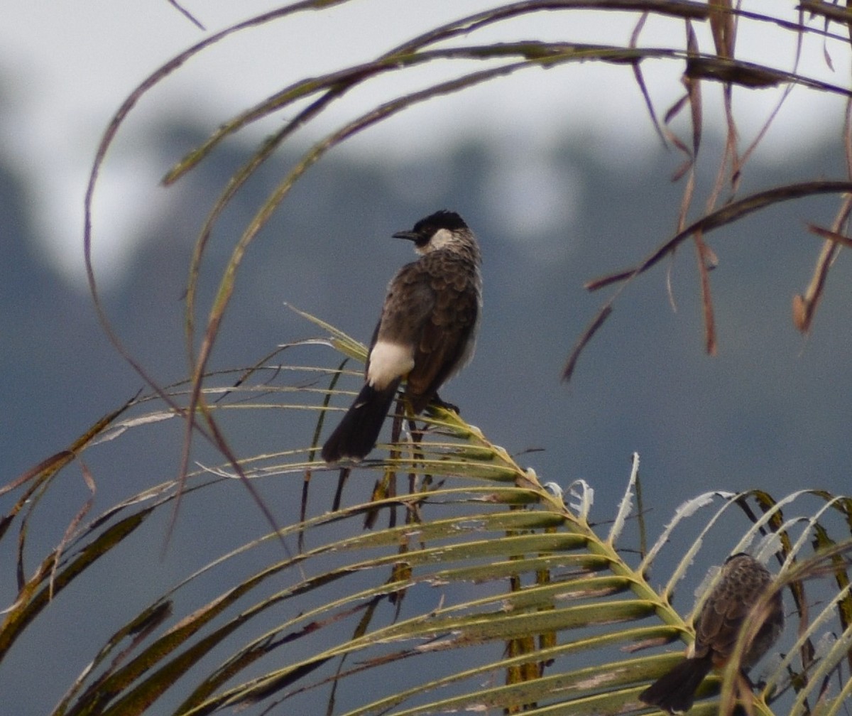 Bulbul Ventridorado - ML643810624