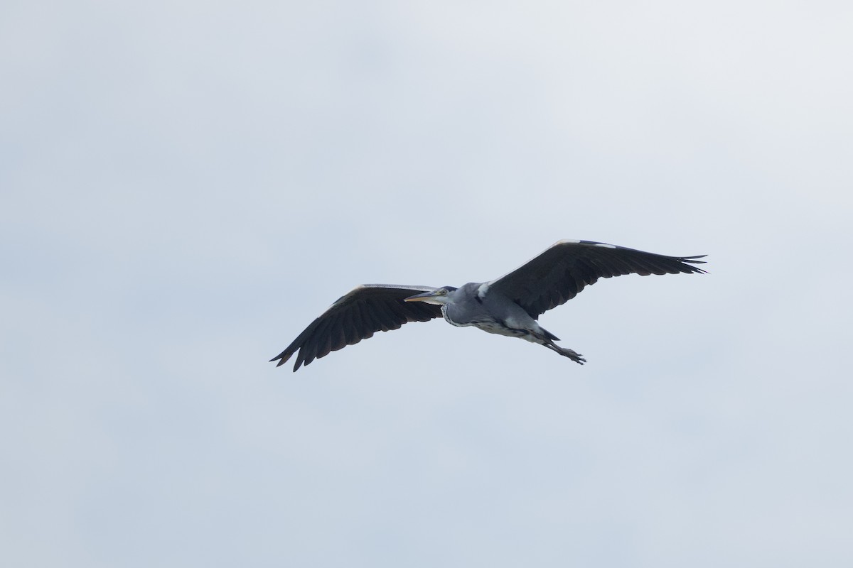 Gray Heron (Gray) - ML643810627