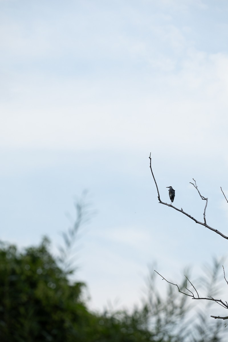 Gray Heron (Gray) - ML643810628