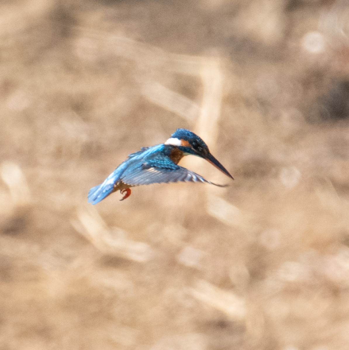 カワセミ - ML643810660