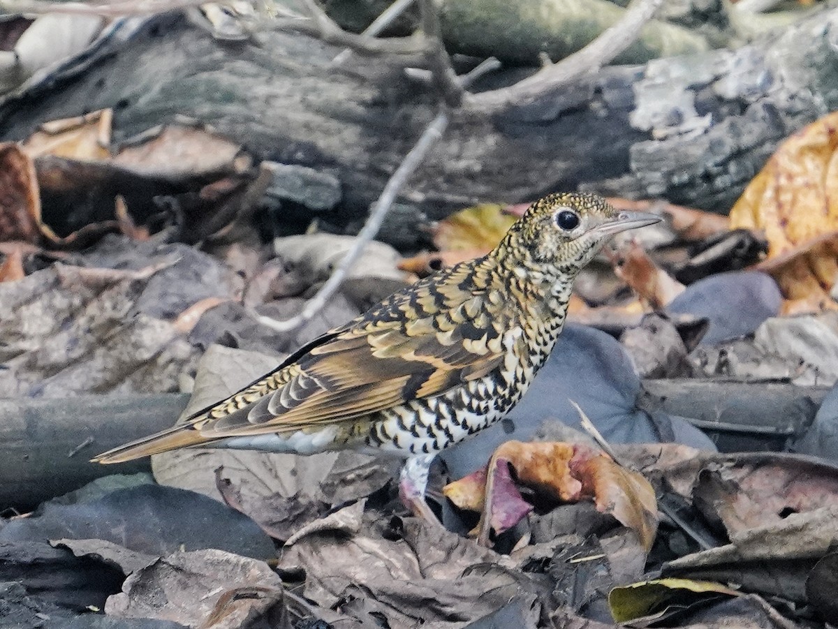 White's Thrush - ML643810664