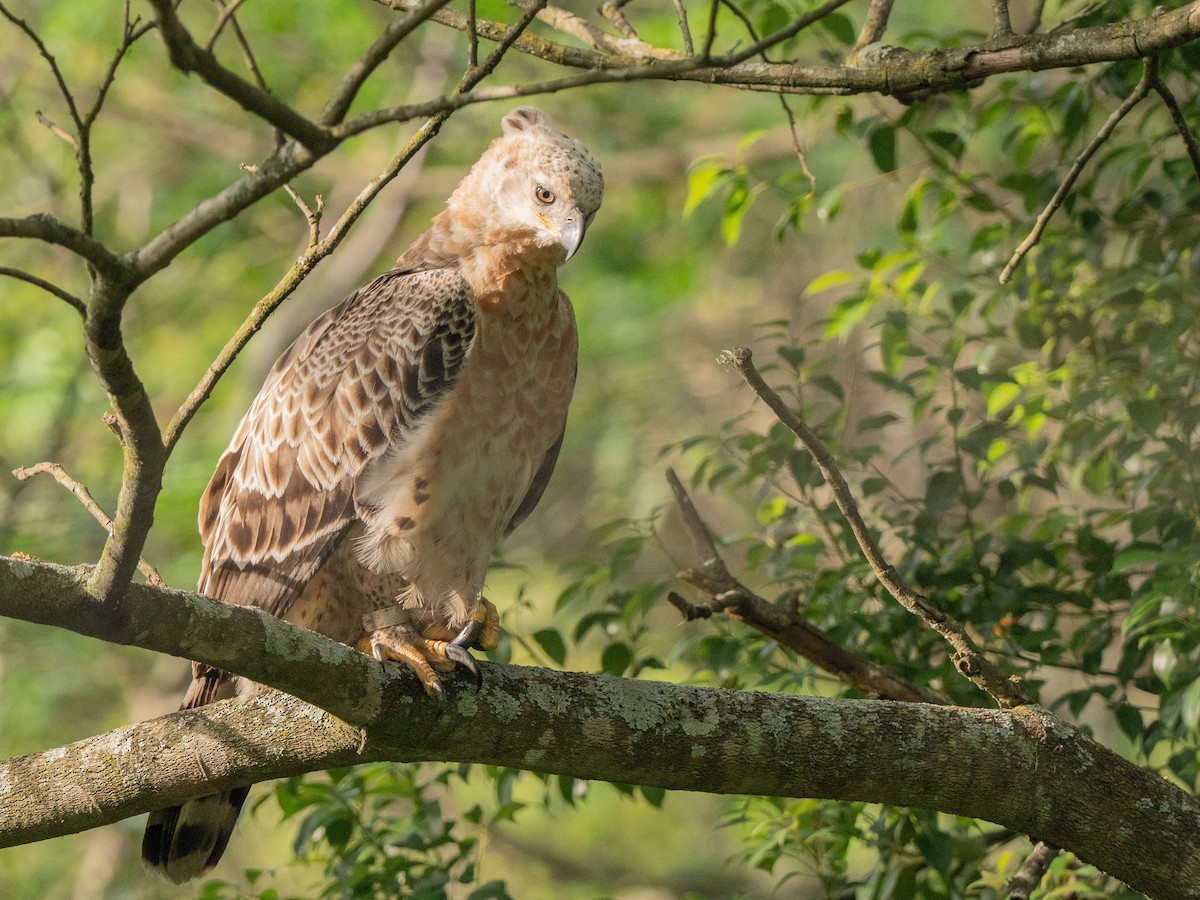 Aigle couronné - ML643810665
