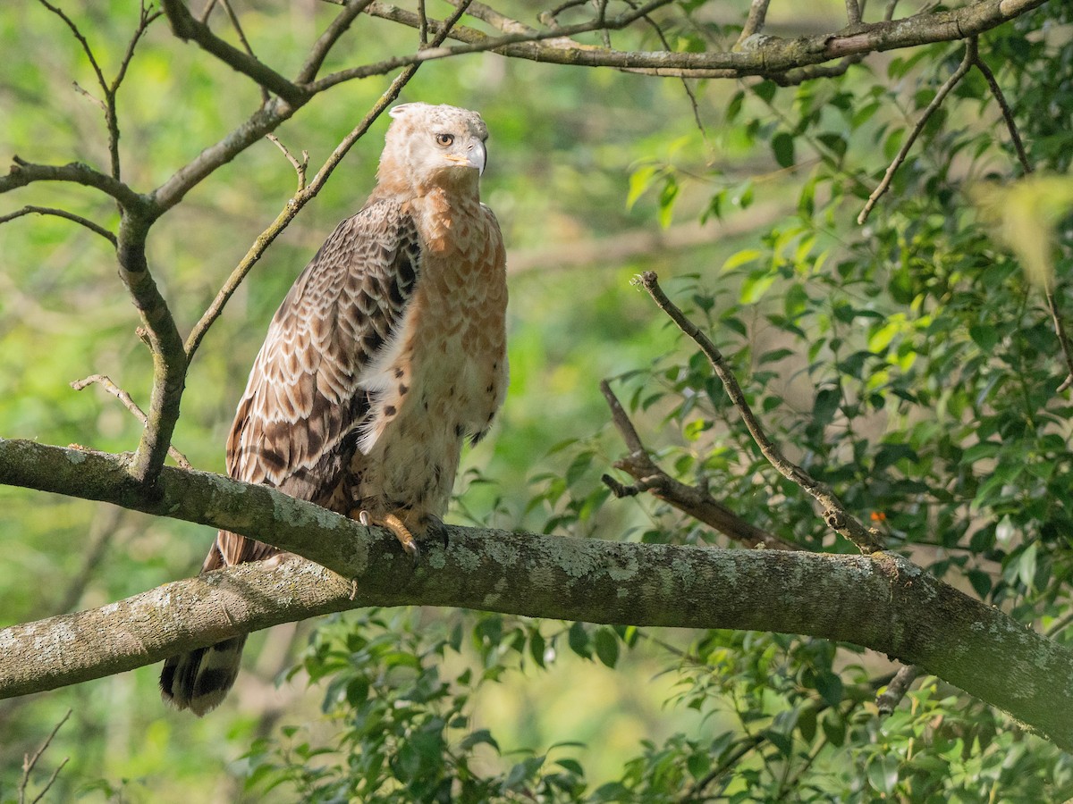 Aigle couronné - ML643810666