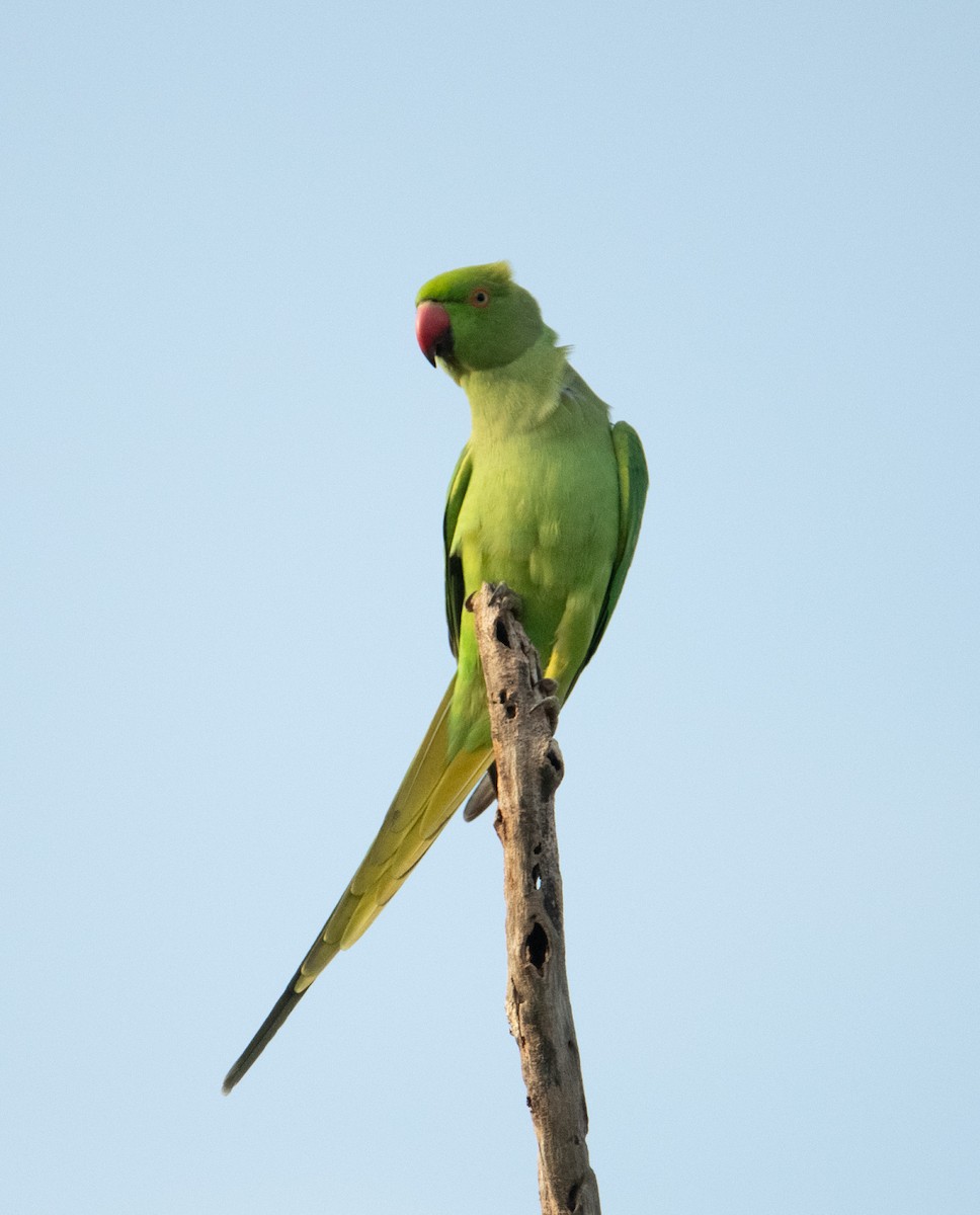 ホンセイインコ - ML643810668