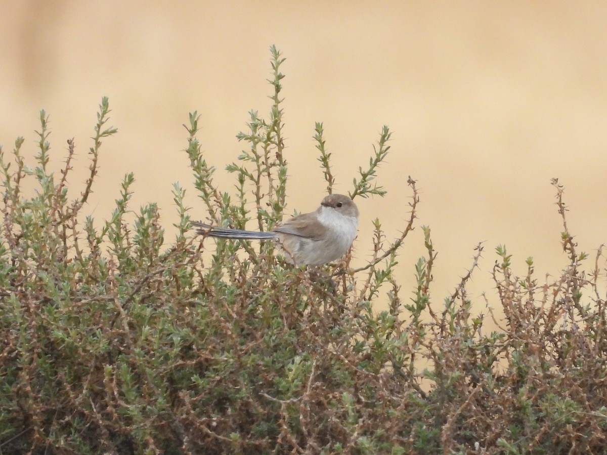 White-winged Fairywren - ML643810678