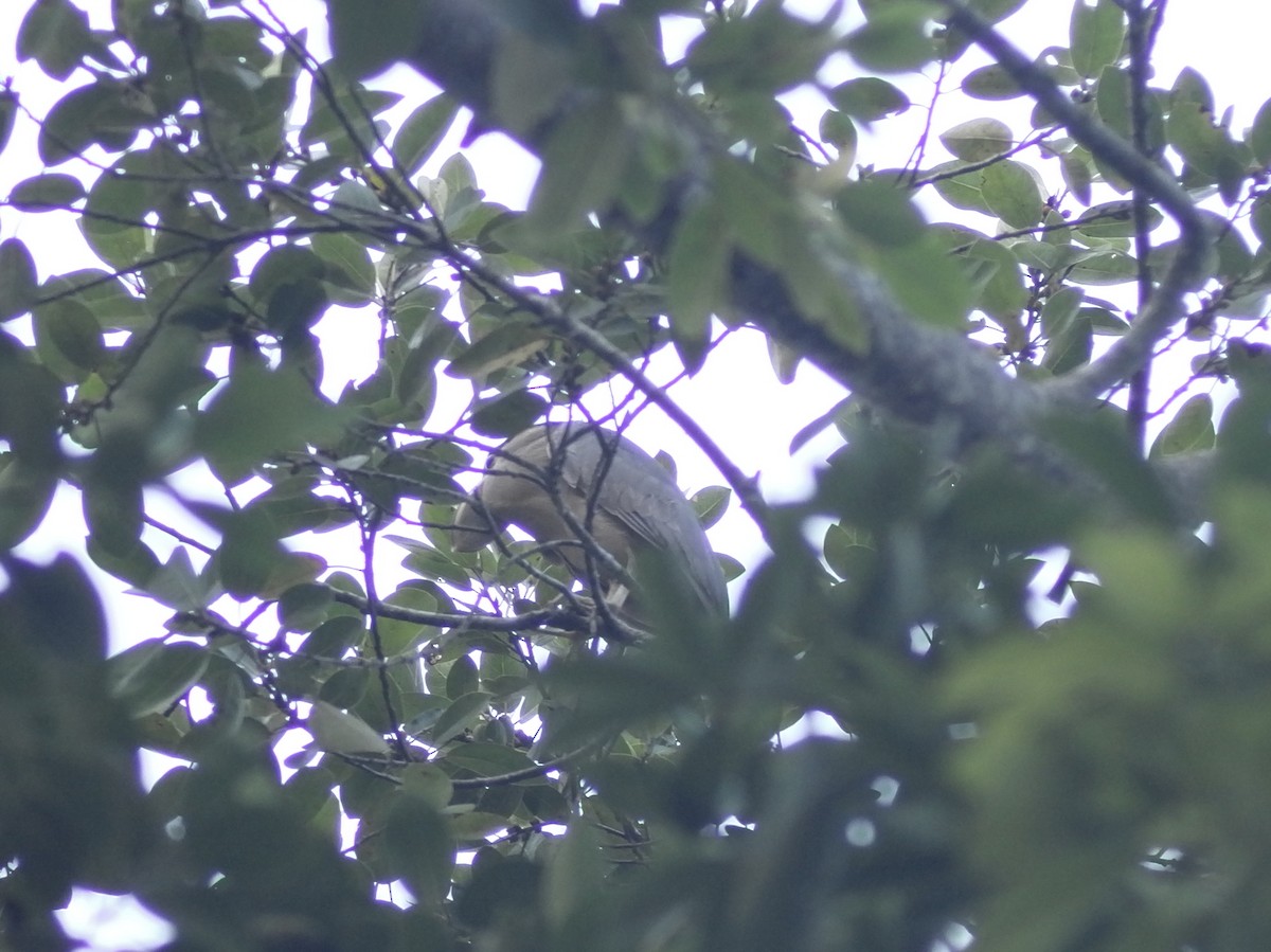 Boat-billed Heron - ML643810679