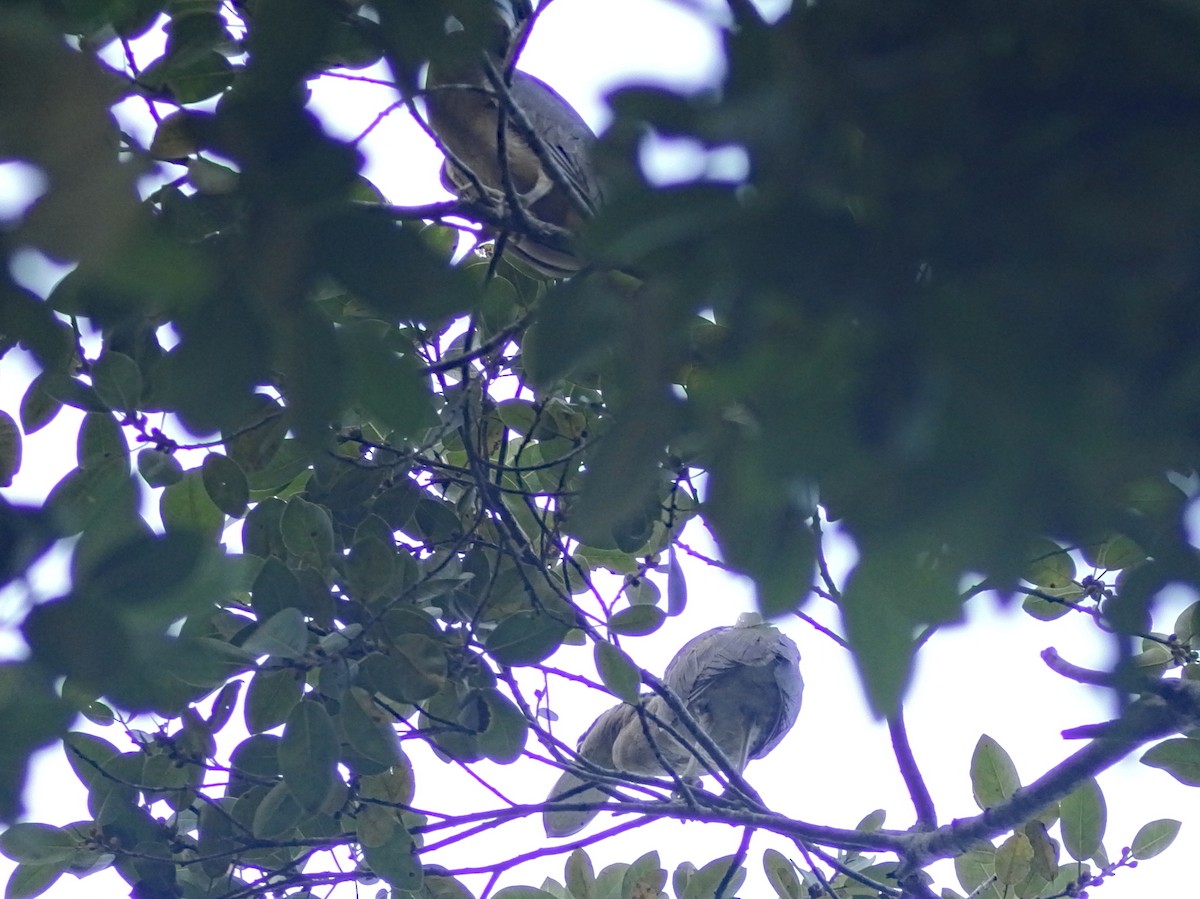 Boat-billed Heron - ML643810680