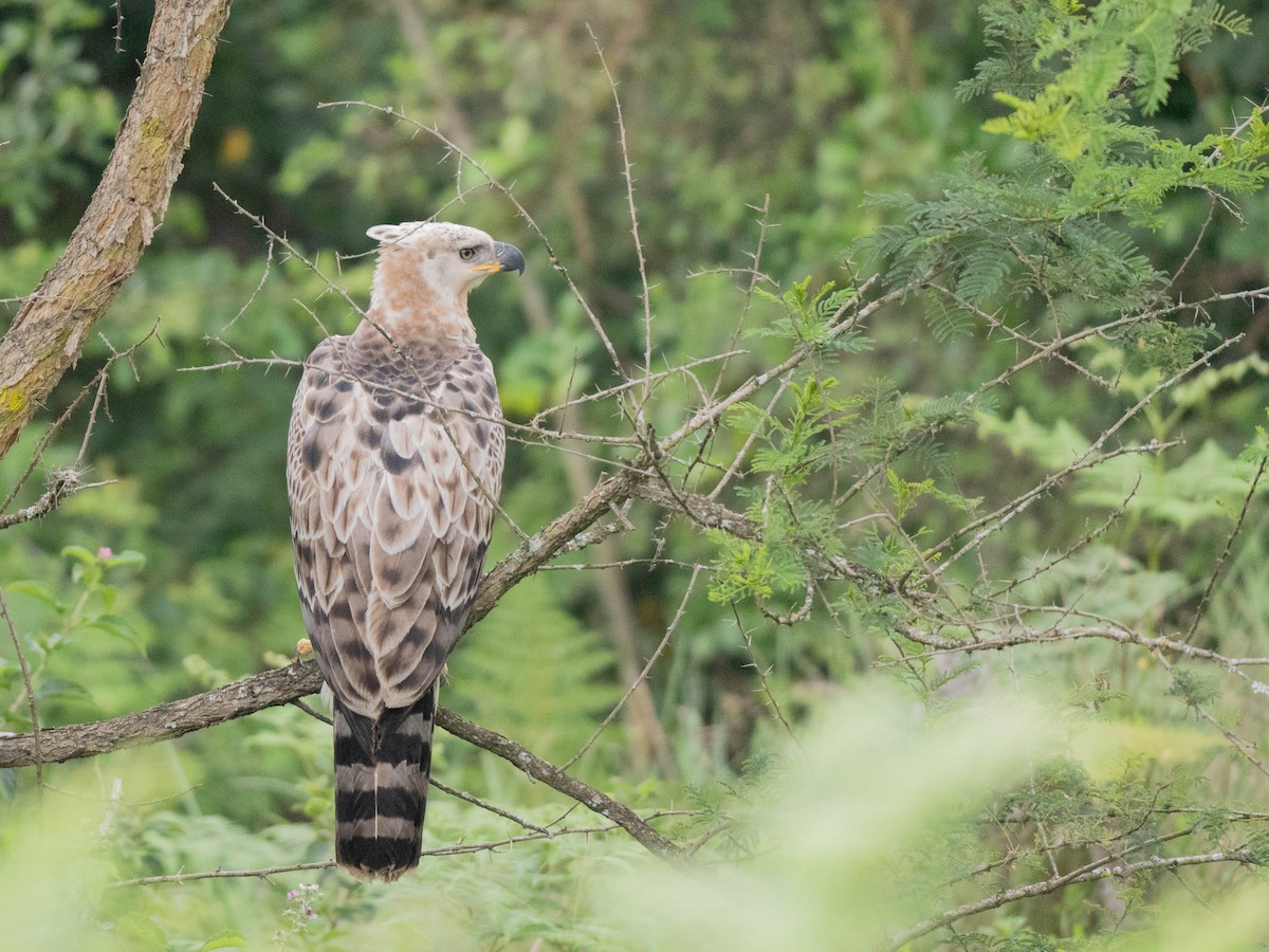 Aigle couronné - ML643810685