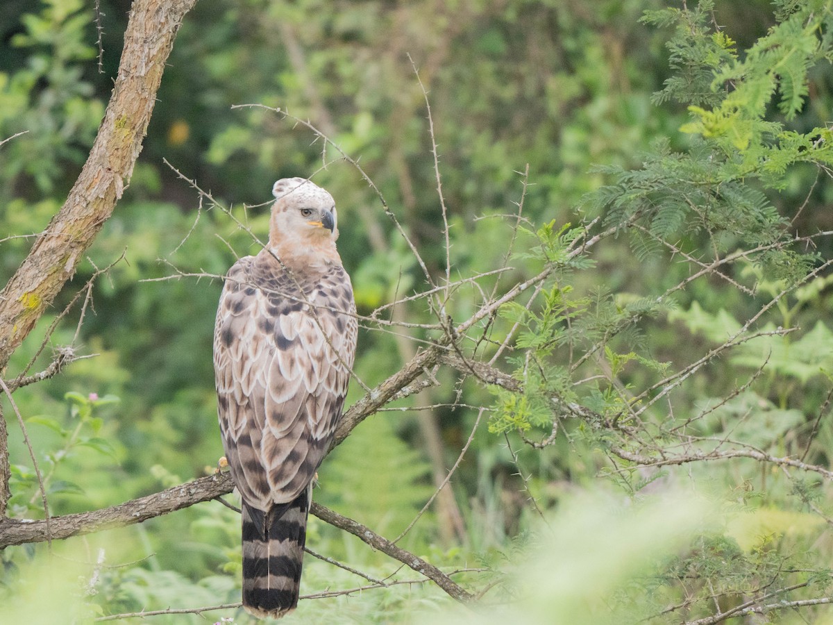 Aigle couronné - ML643810686
