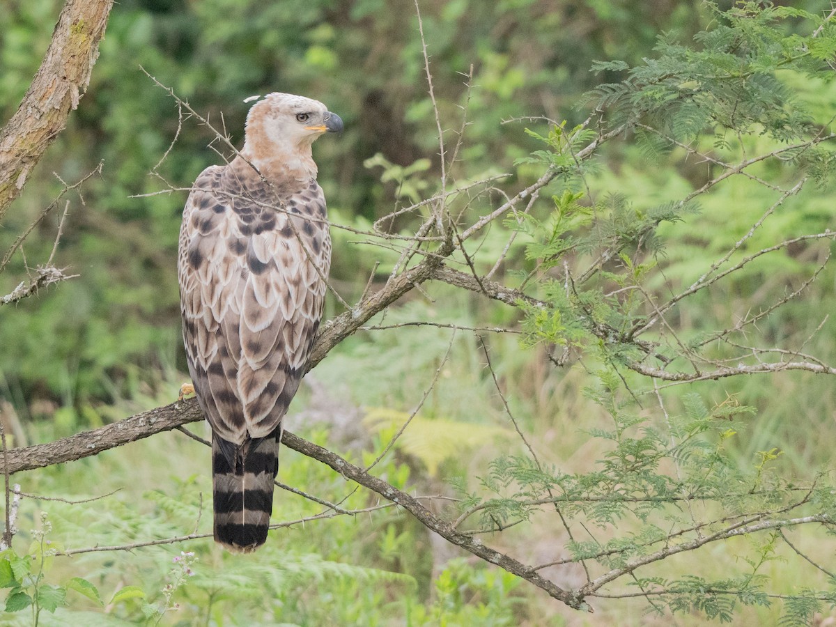 Aigle couronné - ML643810687