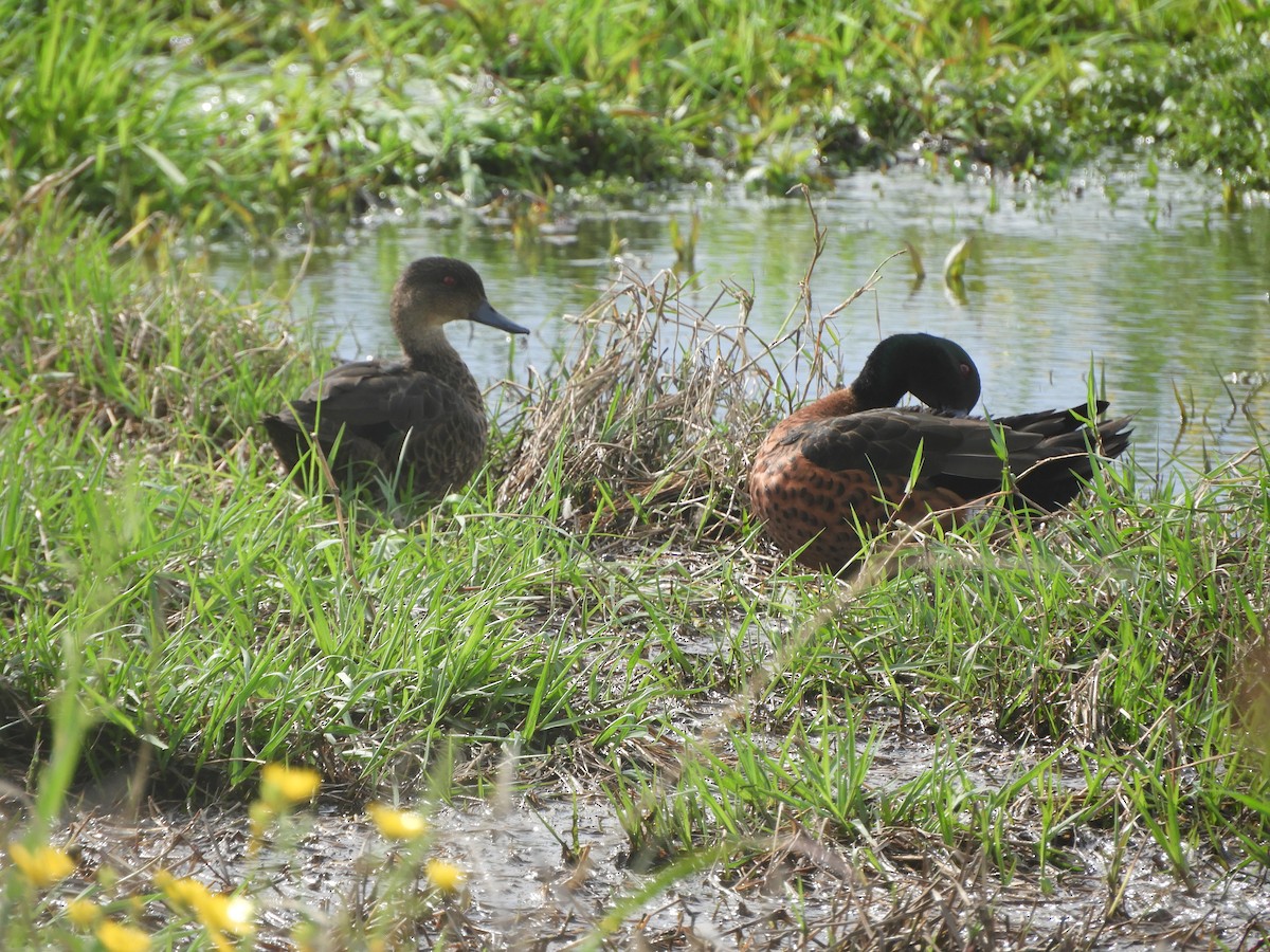 Chestnut Teal - ML643810689