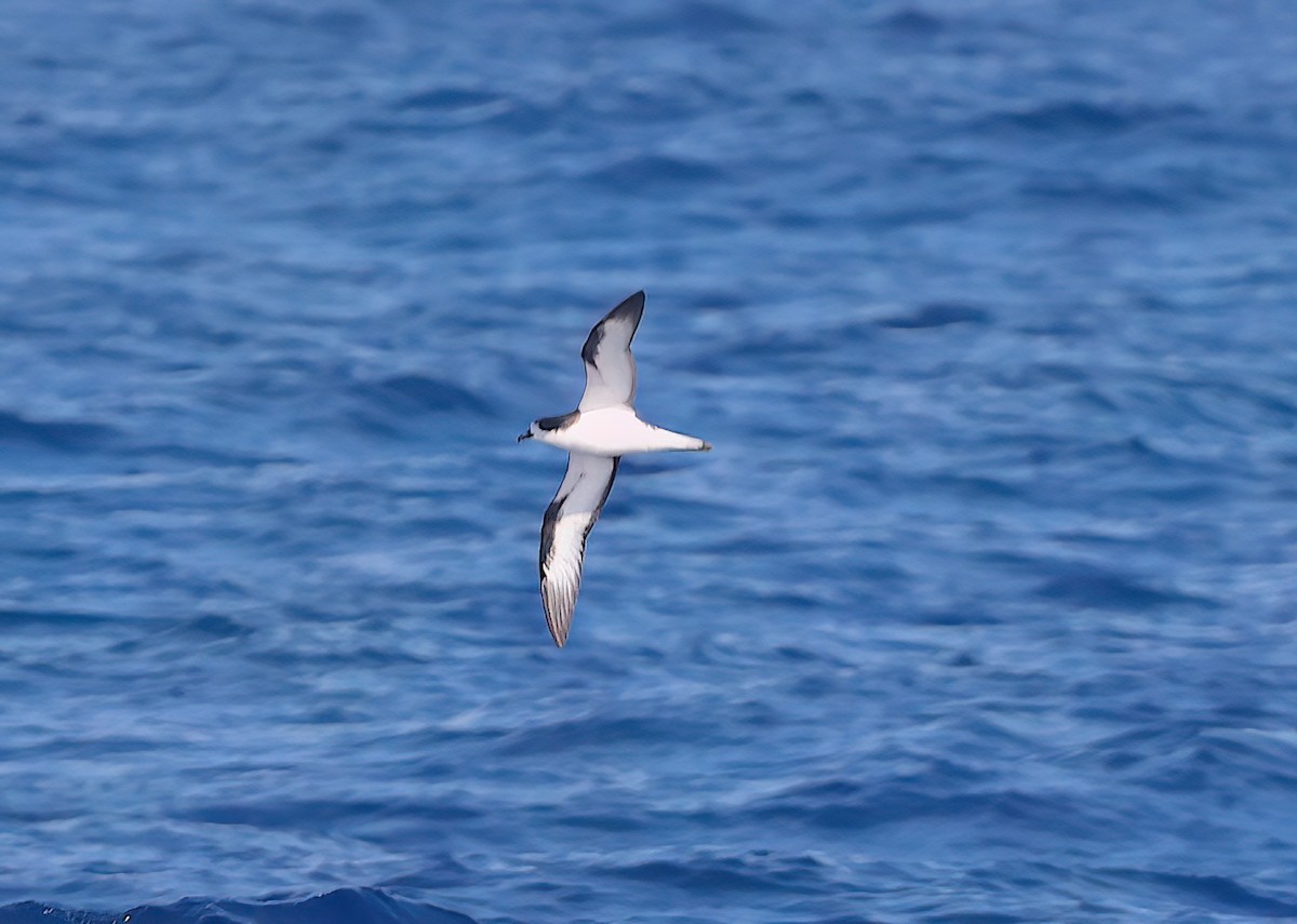 Hawaiian Petrel - ML643810700
