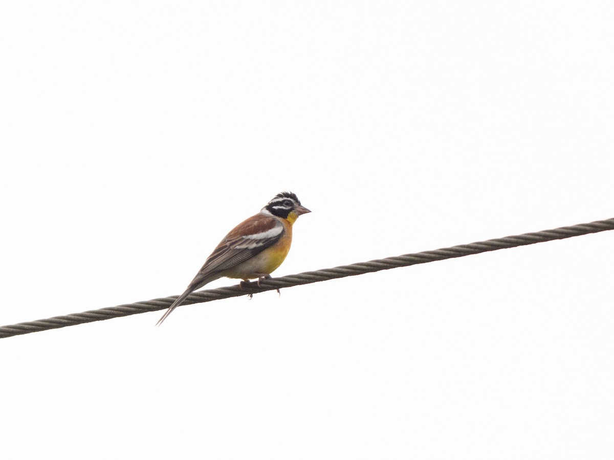 Golden-breasted Bunting - ML643810706