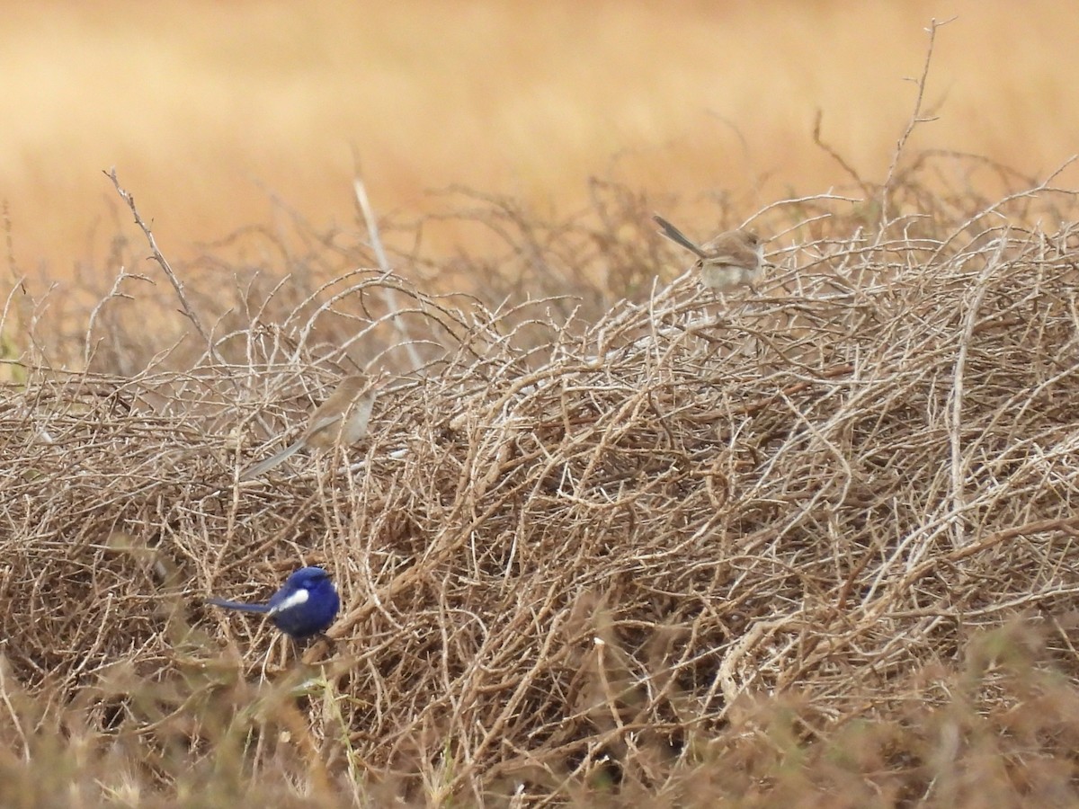 White-winged Fairywren - ML643810708