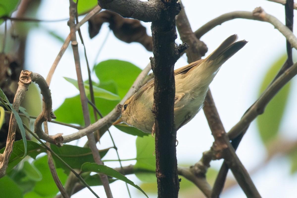 Greenish Warbler - ML643810723