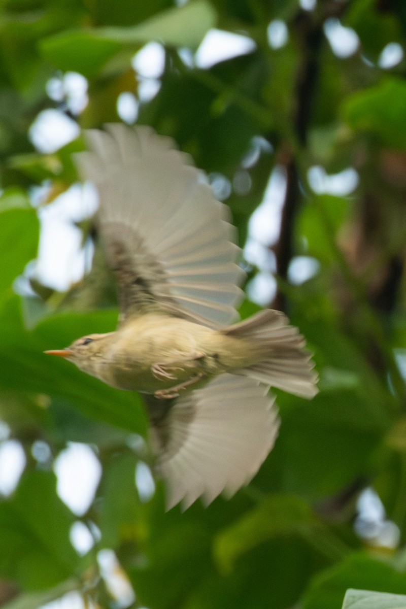 Greenish Warbler - ML643810724