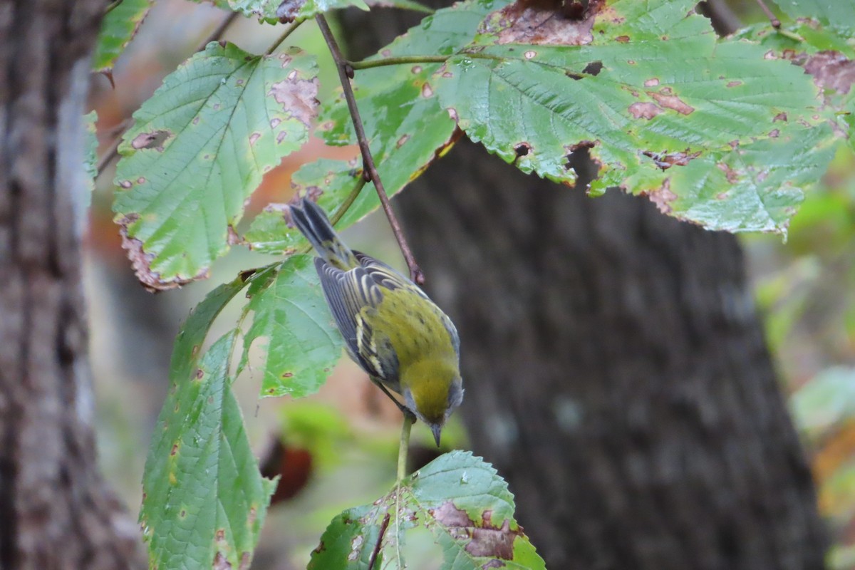 Chestnut-sided Warbler - ML643810733