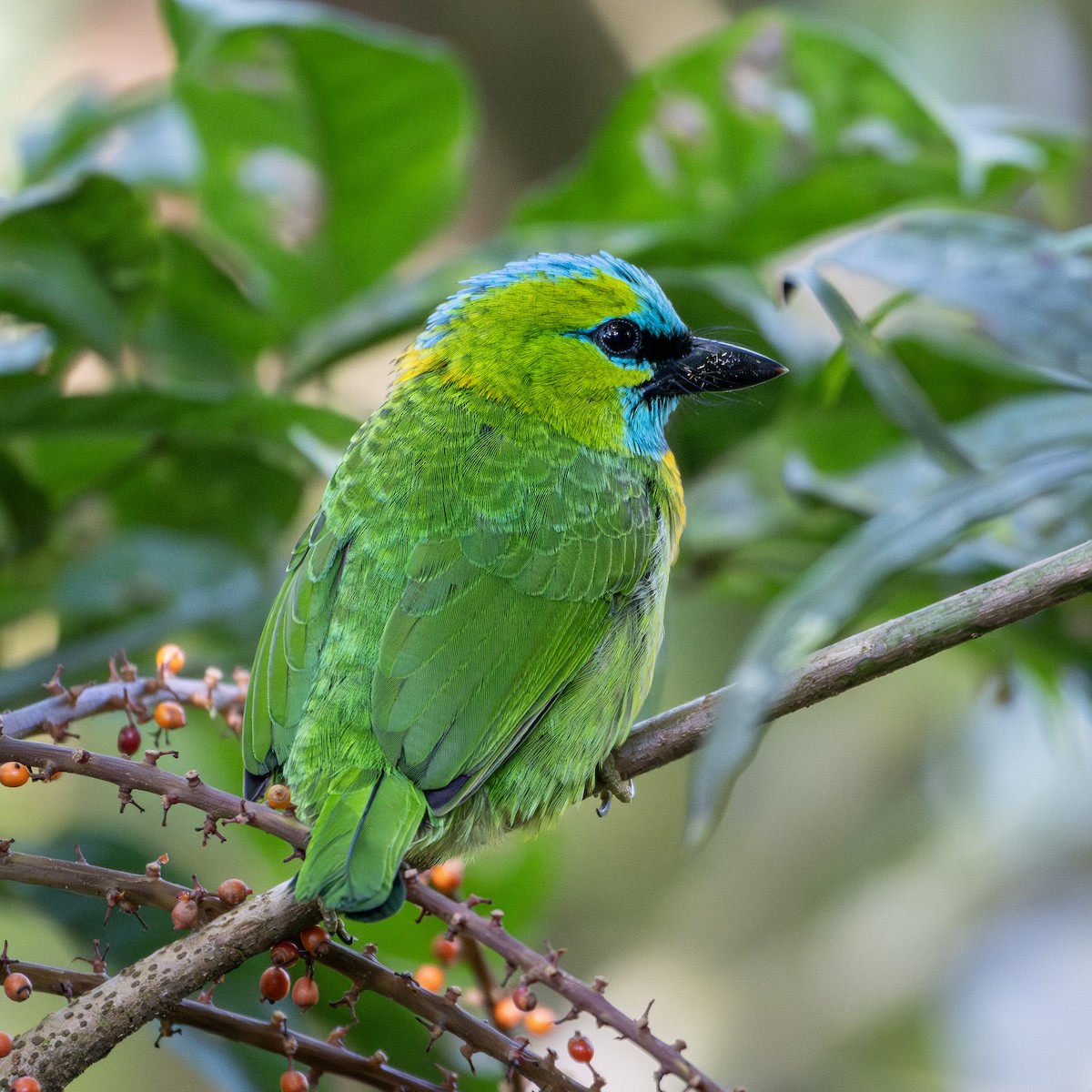 Golden-naped Barbet - ML643810736