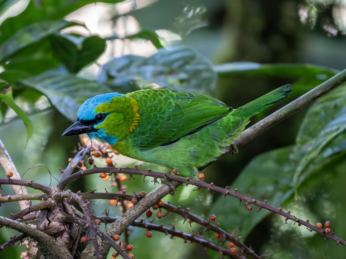 Golden-naped Barbet - ML643810737