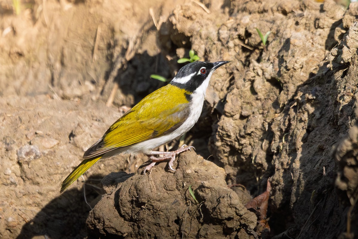 Weißkehl-Baumrutscher - ML643810747