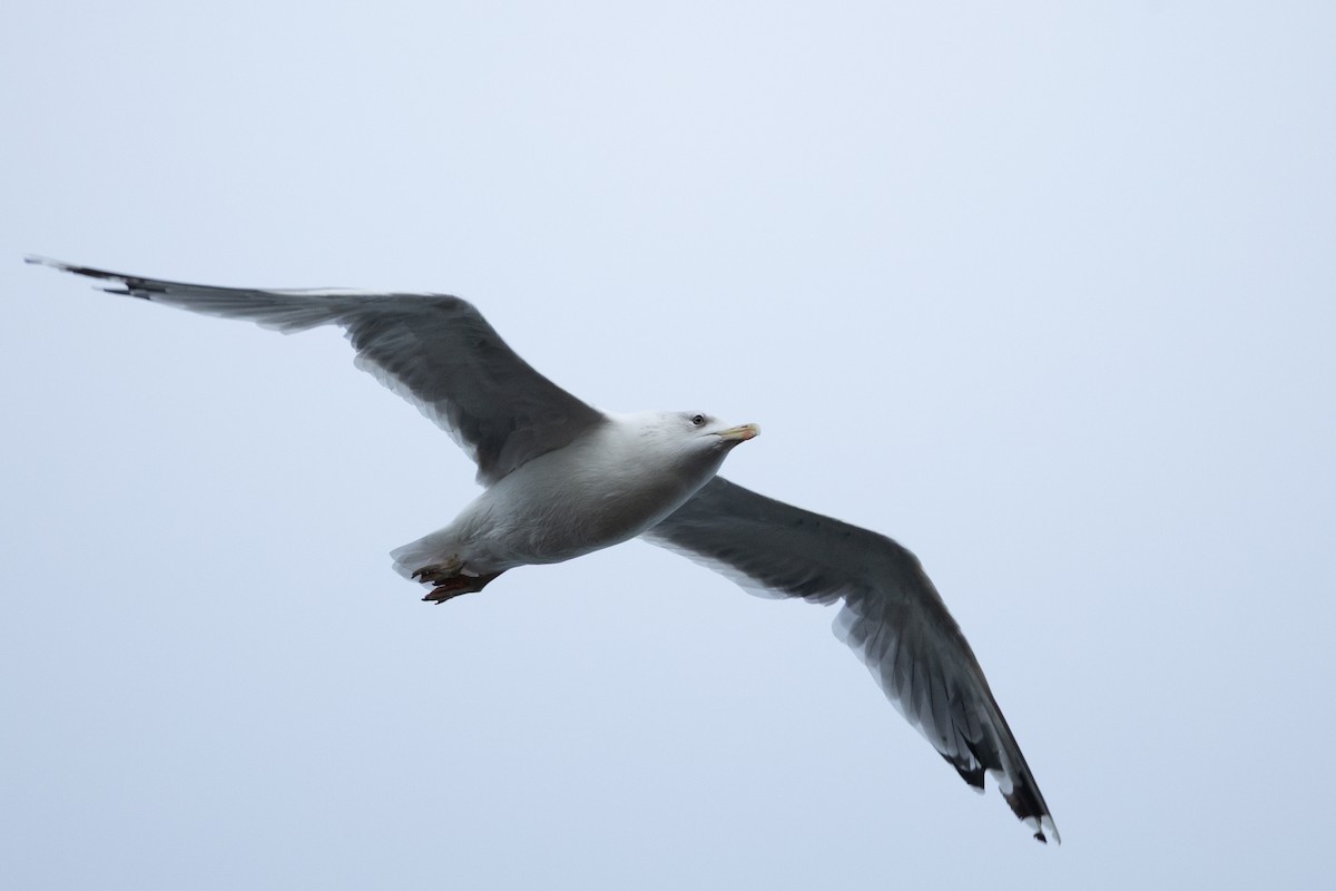 European Herring Gull - ML643810767