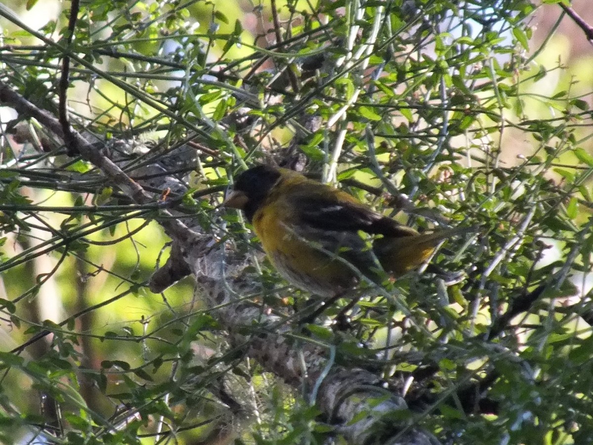 Чиж антильський - ML643810770