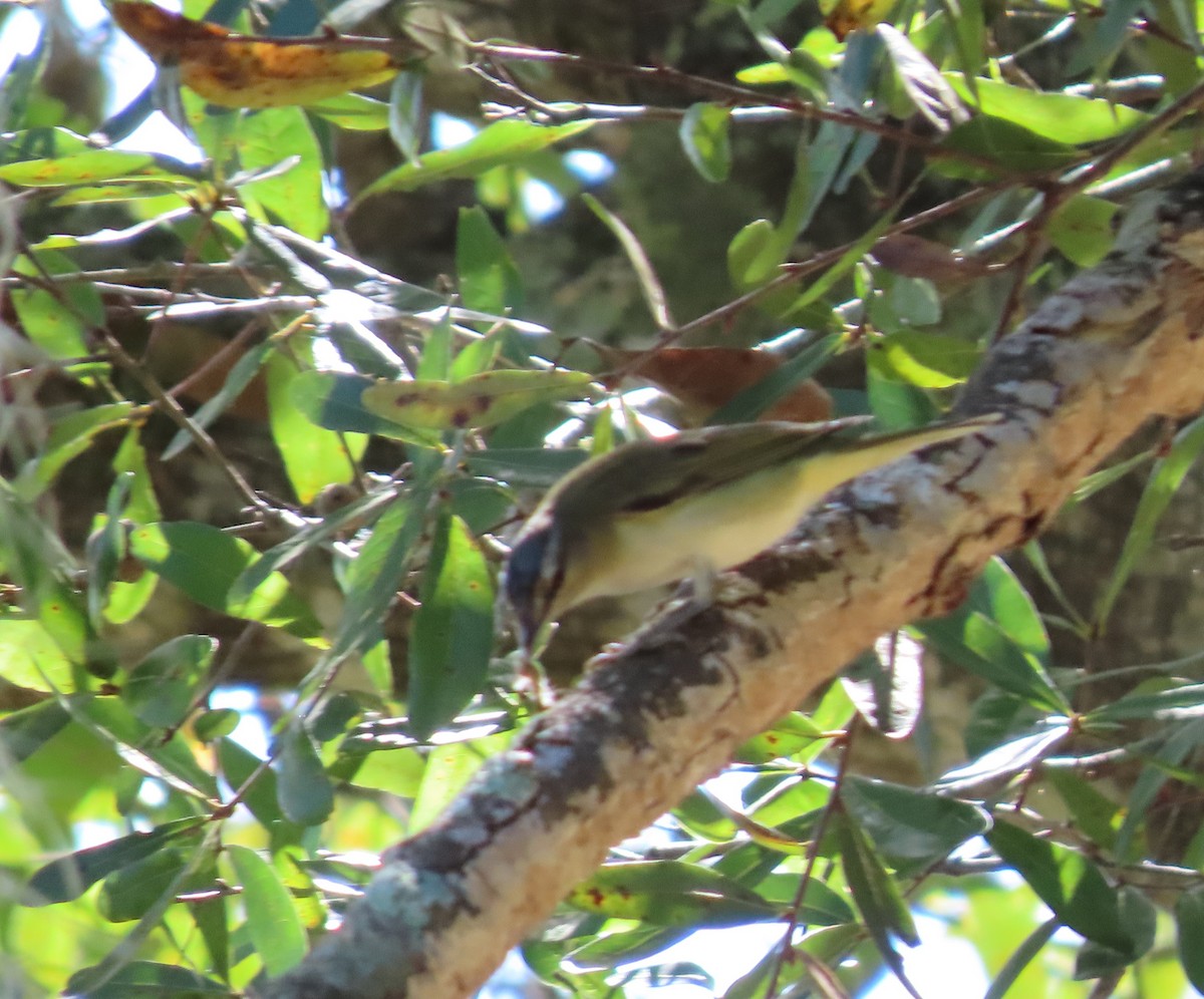 Vireo occhirossi - ML643810776