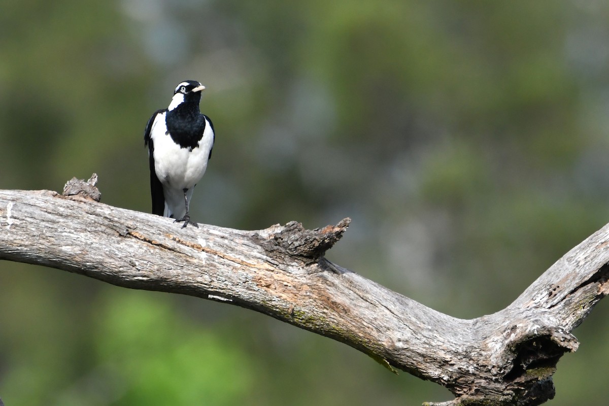 Magpie-lark - ML643810779