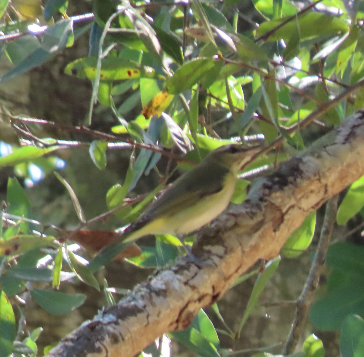 Vireo occhirossi - ML643810785