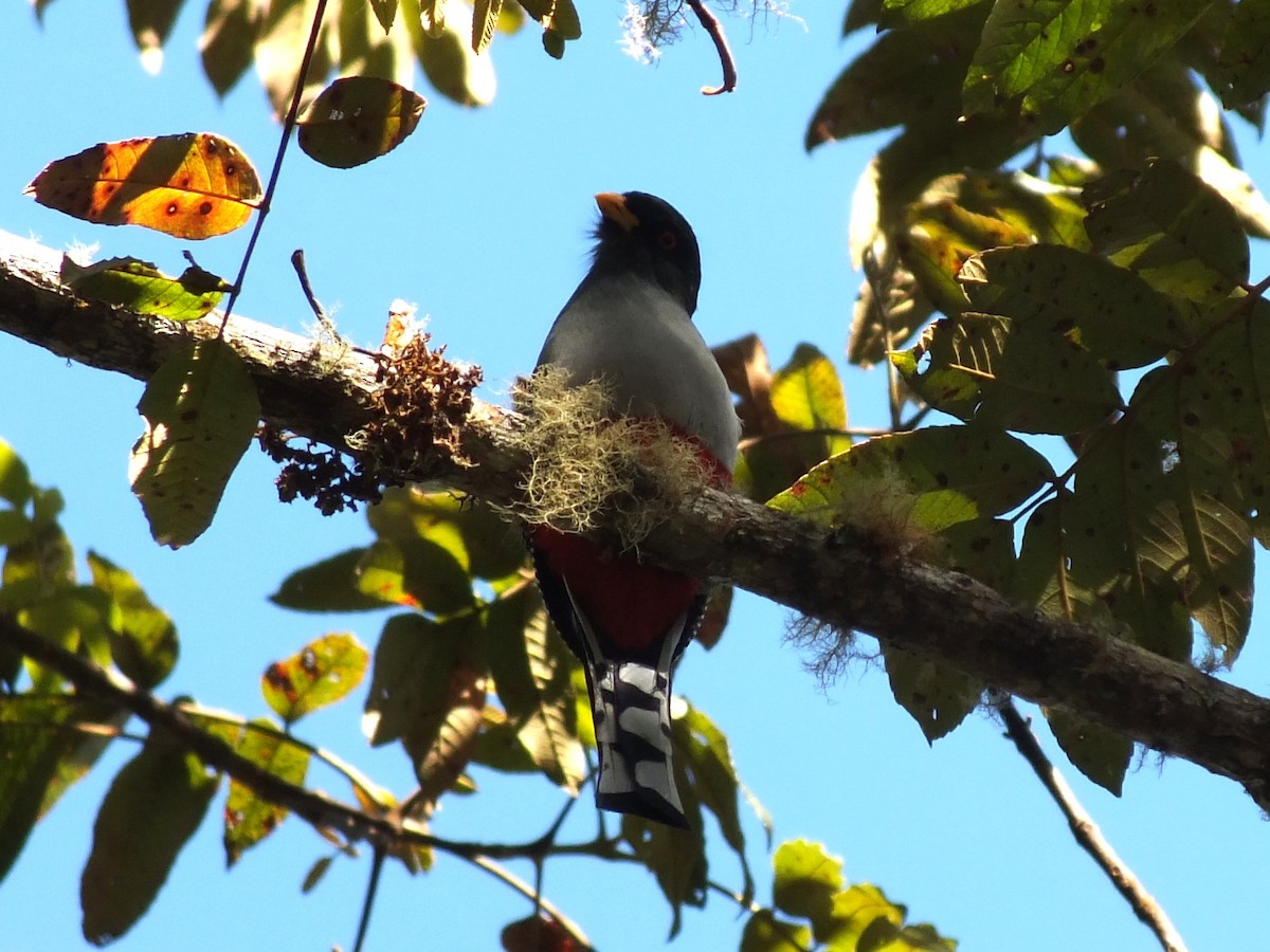 Hispaniolatrogon - ML643810793