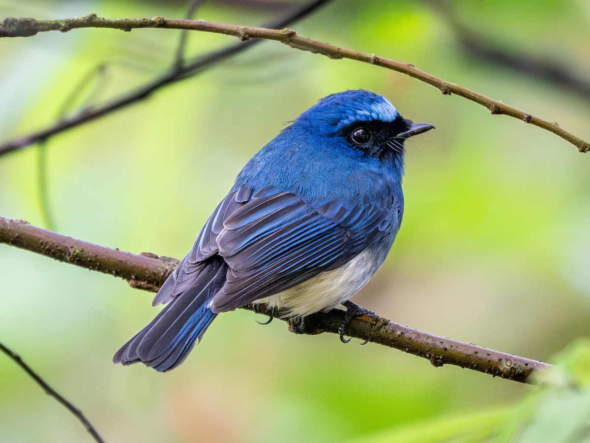 Indigo Flycatcher - ML643810796