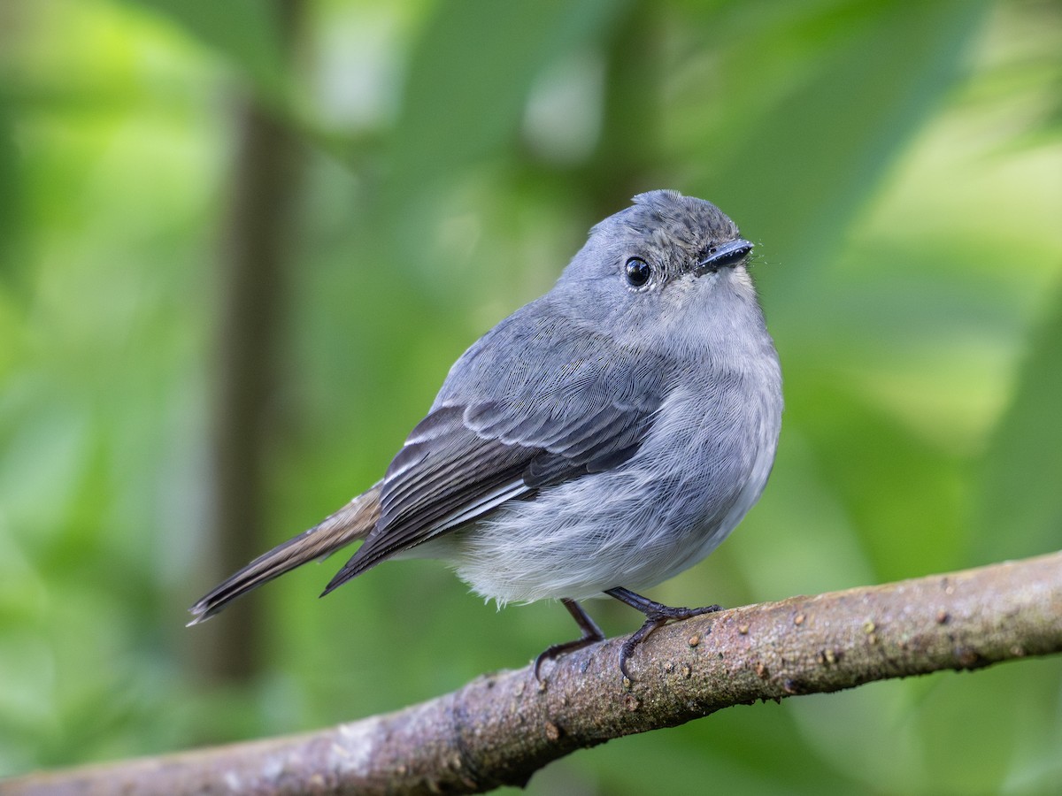Little Pied Flycatcher - ML643810801