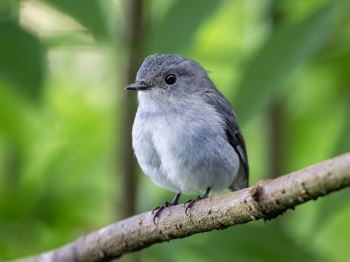 Little Pied Flycatcher - ML643810802