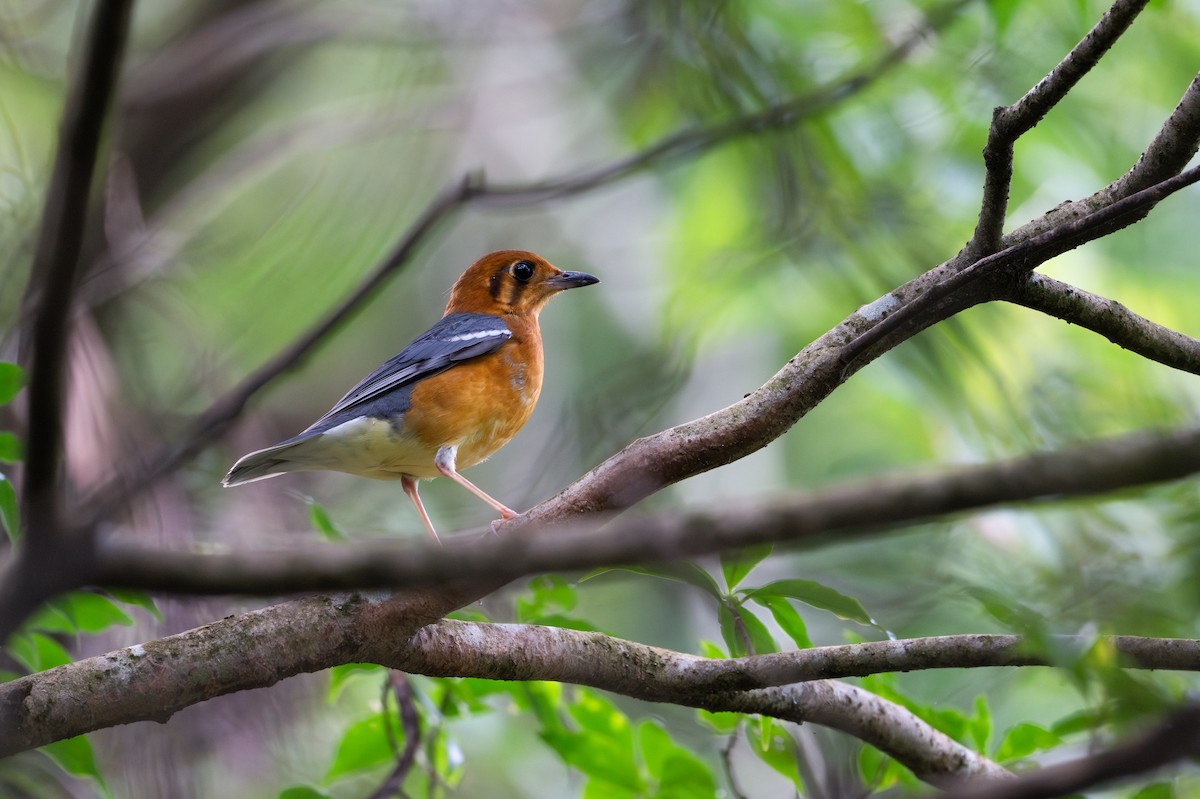 Orange-headed Thrush - ML643810856