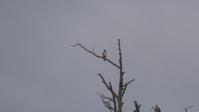 Águila Variable (variable) - ML643810868