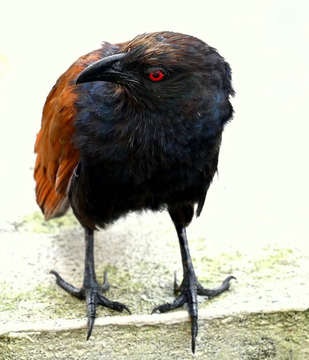 Greater Coucal - ML643810876