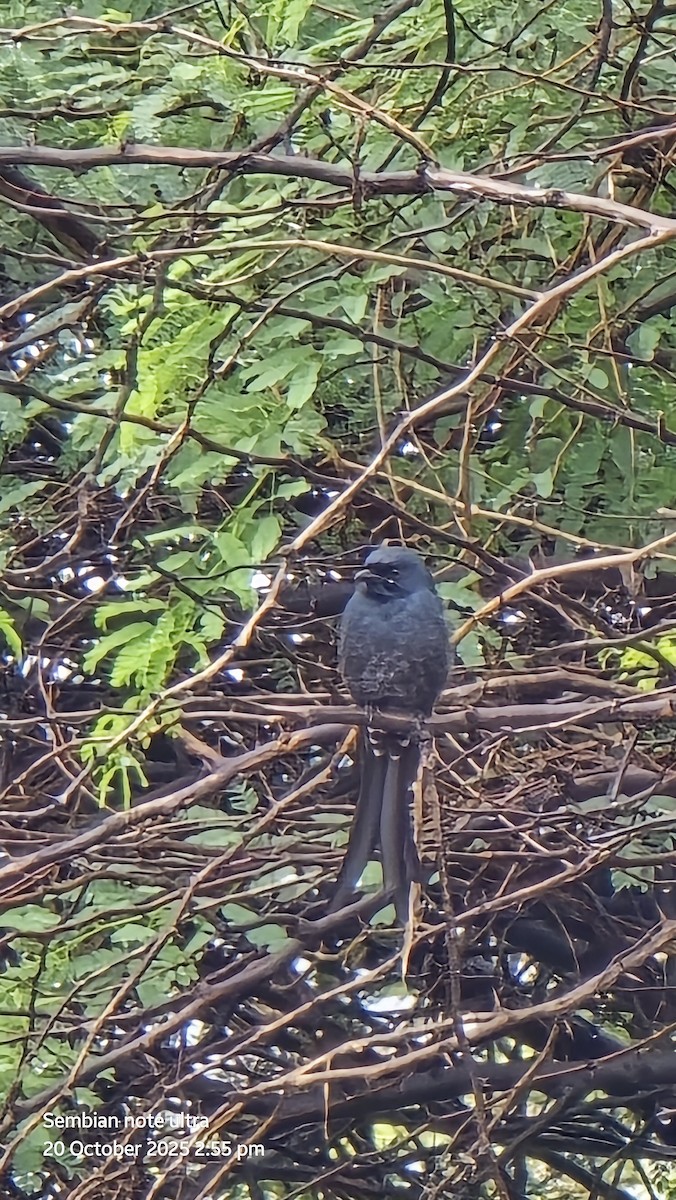 Black Drongo - ML643810889