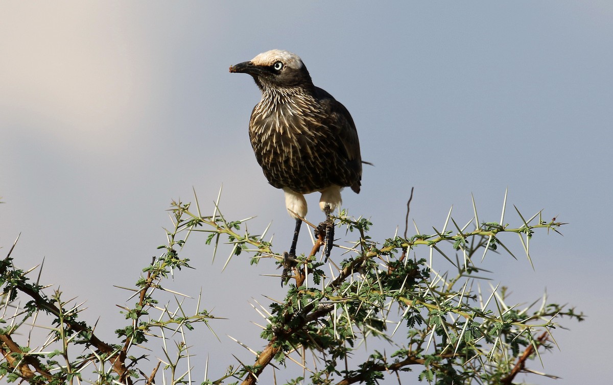 White-crowned Starling - ML643810901