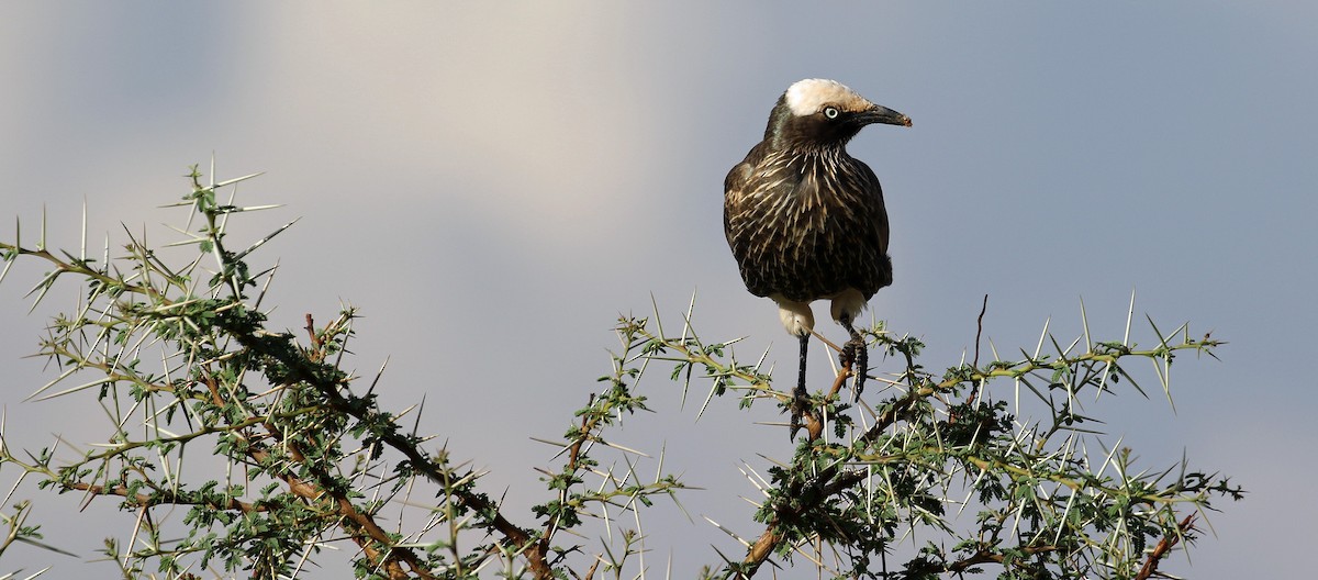 White-crowned Starling - ML643810904