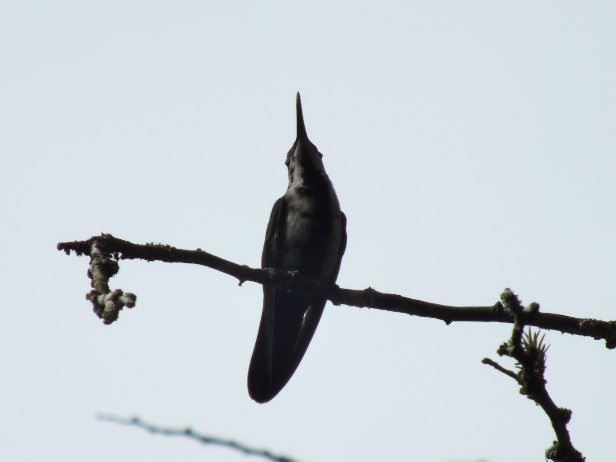 Hispaniolan Mango - ML643810905