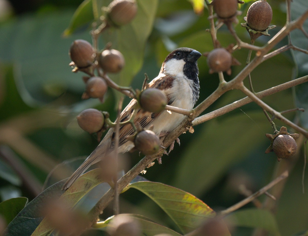 House Sparrow - ML643810916