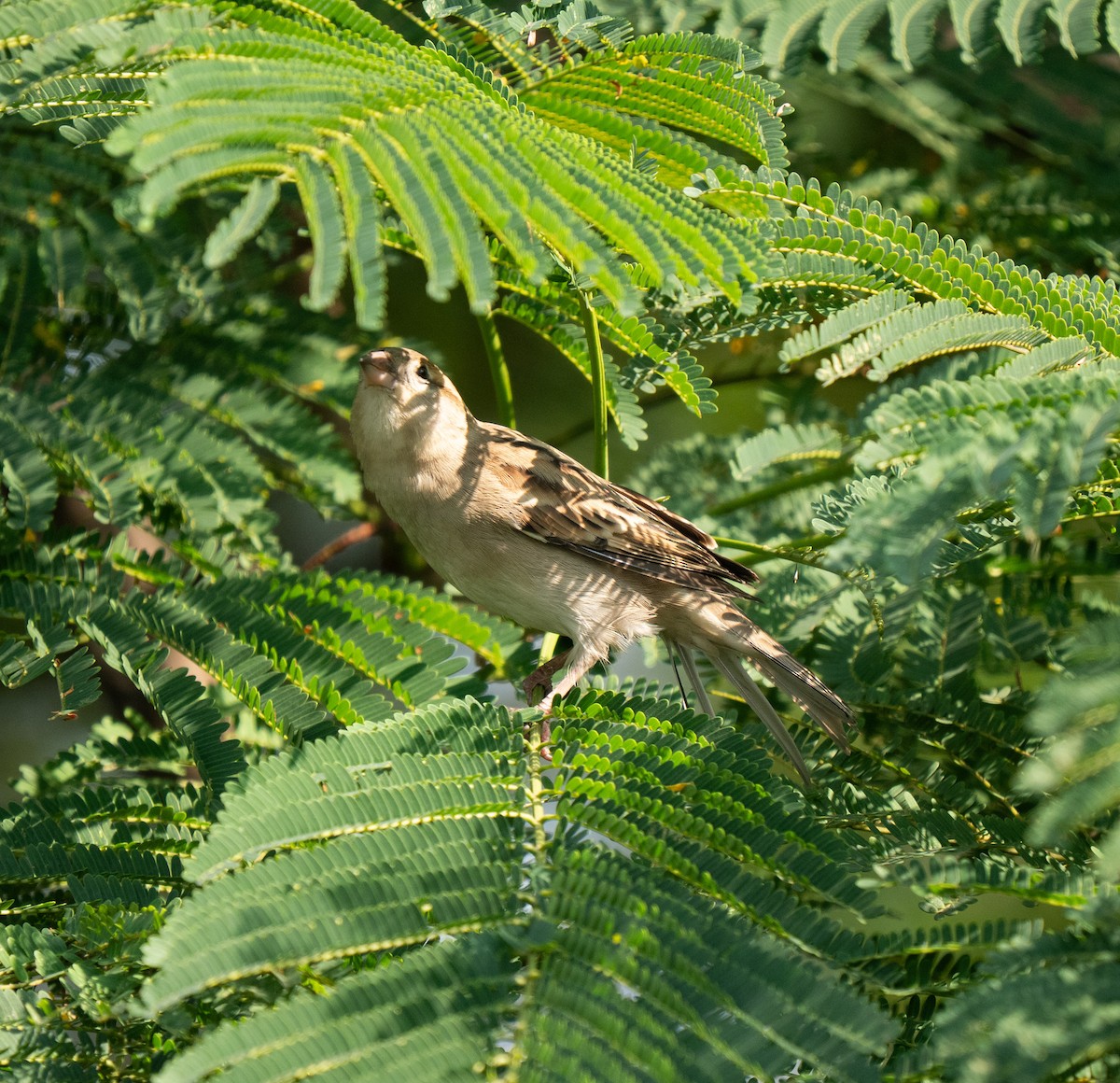 House Sparrow - ML643810917