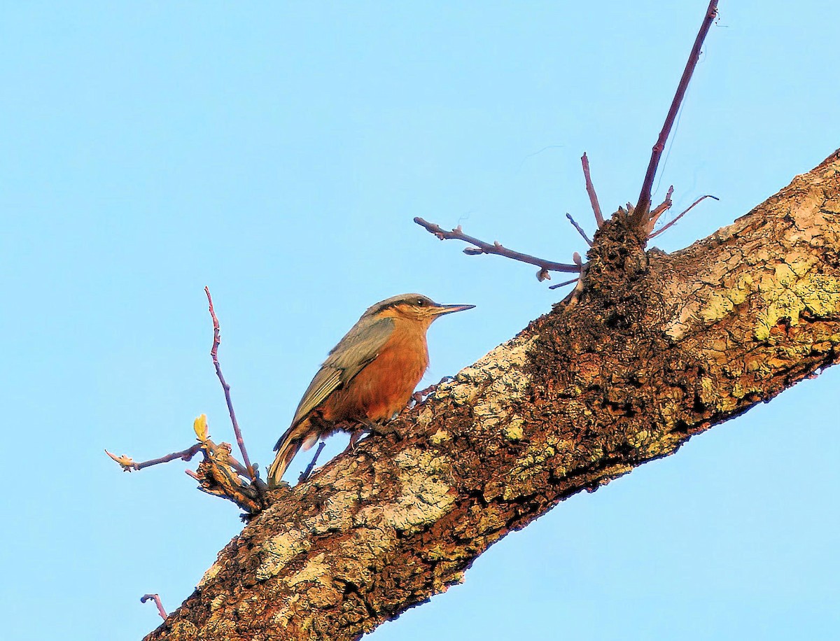 Burmese Nuthatch - ML643810933