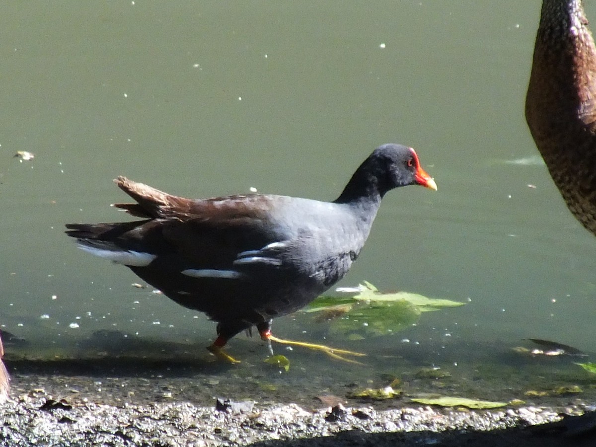 Common Gallinule - ML643810935