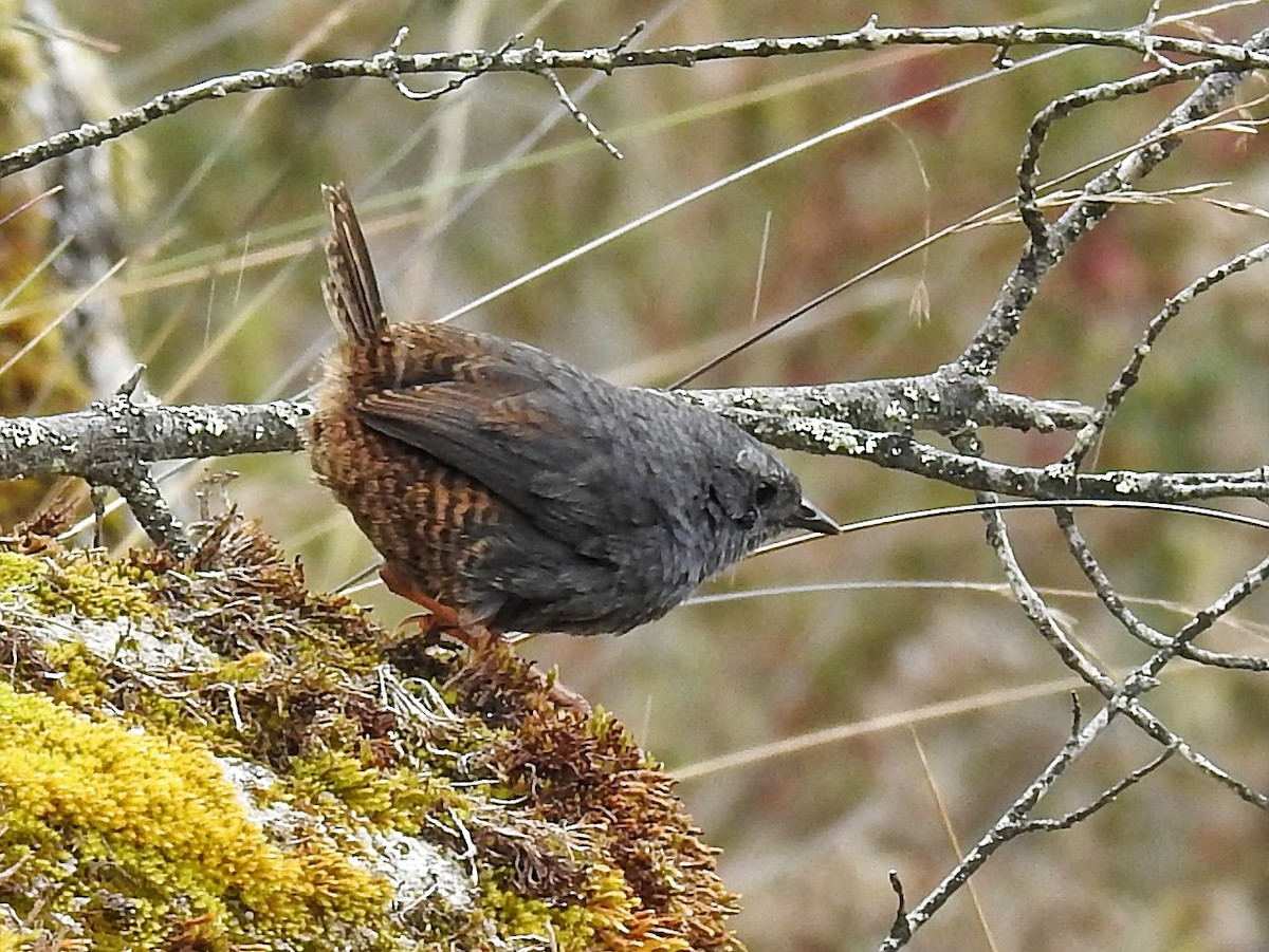 Jalca Tapaculo - ML643810943