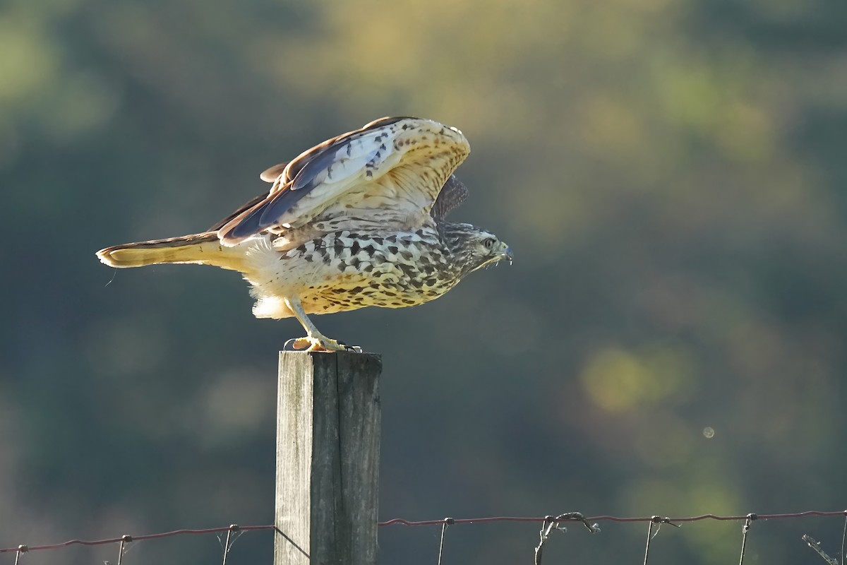 Cooper's Hawk - ML643810944