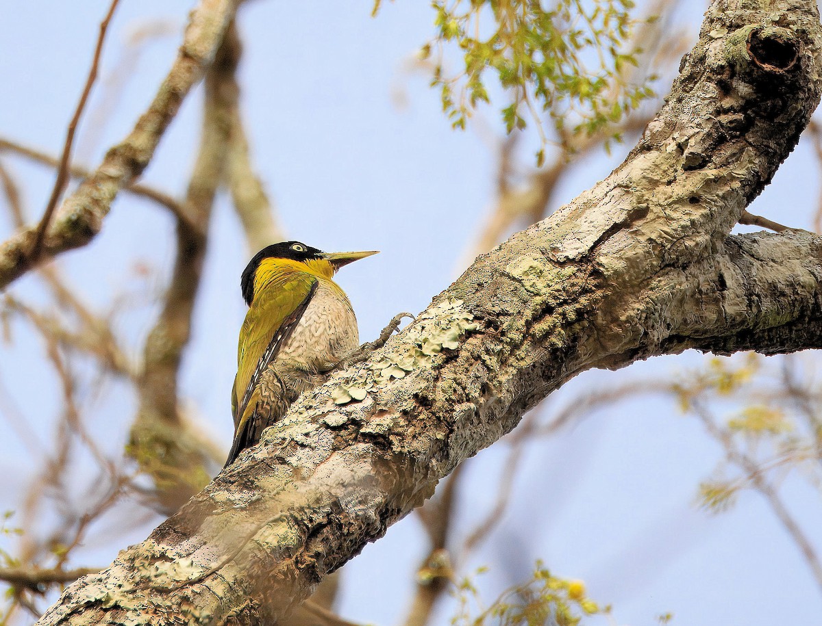 Black-headed Woodpecker - ML643810946