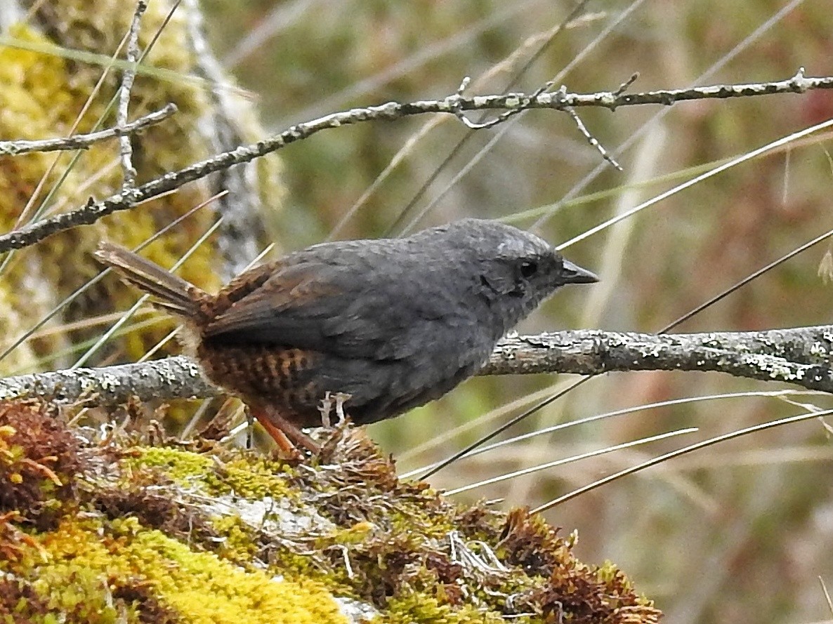 Jalca Tapaculo - ML643810948