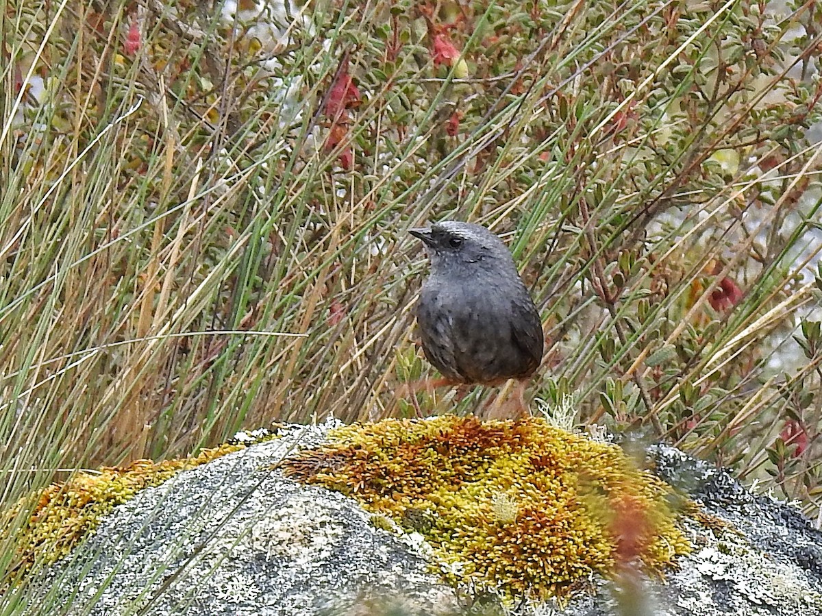 Jalca Tapaculo - ML643810950